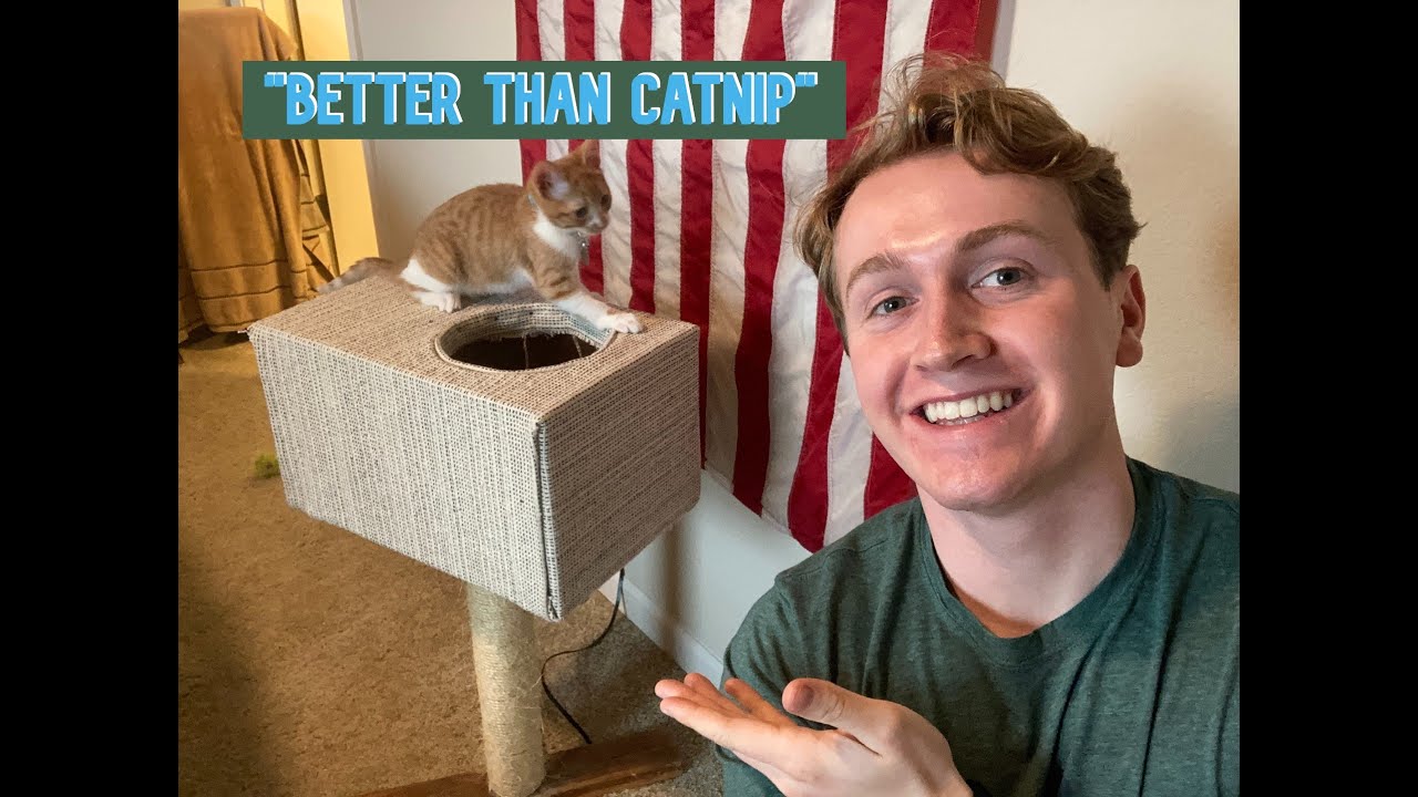 How to build a cat tree house with Some Guy! (Cheap, Easy and Fun