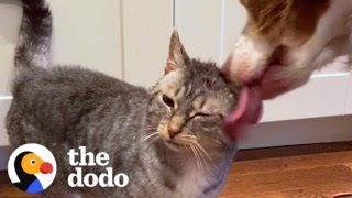 Dog Waits By Door For 2 Weeks To Meet This Cat | The Dodo