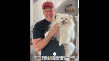 Do American Eskimo Dogs Shed A Lot?