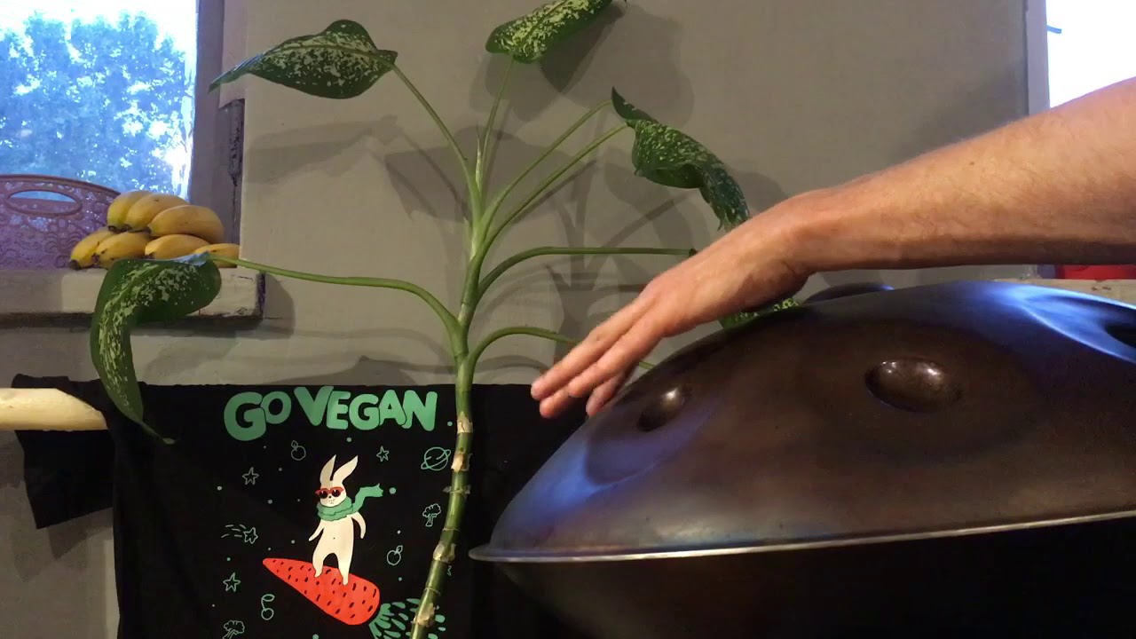 F Pygmy scale improvisation