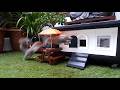 #squirrel video no.180 - The Joy of Squirrel-hood