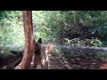 Hyenas spar