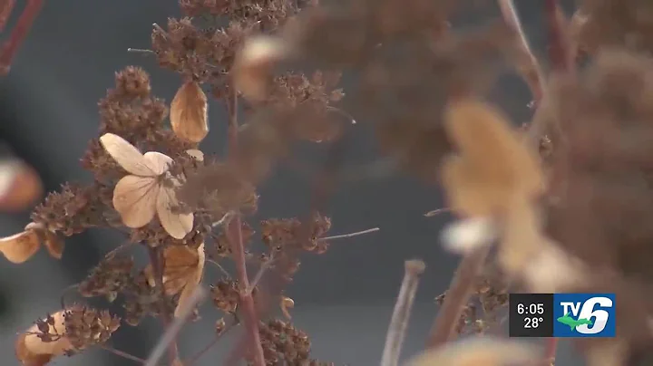 Michigan DNR to award Community Forestry Grants