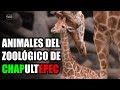 Cuánto gana un CUIDADOR DE ANIMALES del ZOOLÓGICO de Chapultepec | Cuánto Gana