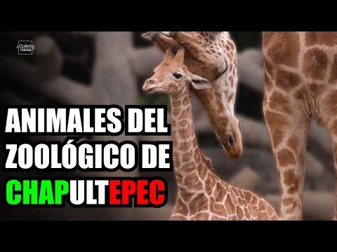 Video: Salario Zoologico