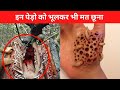 5 Most Dangerous Trees You Should Never Touch || By Awesome list hindi