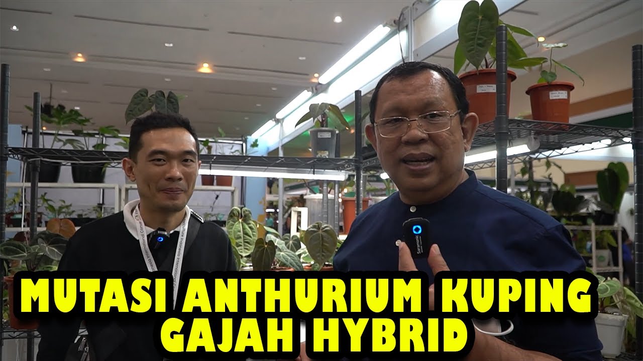 EDDY PRANOTO                     MUTASI ANTHURIUM KUPING GAJAH HYBRID