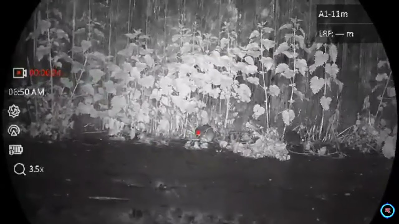 How To Get Rid of Rats Without Traps