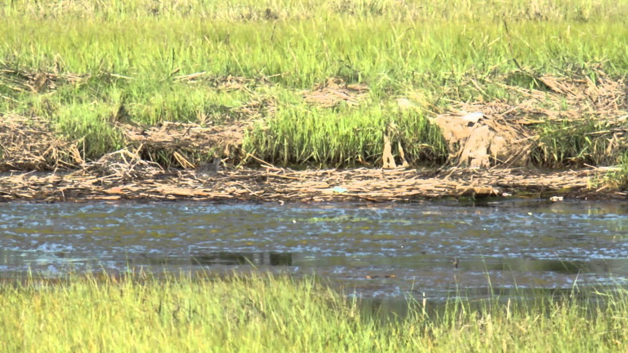  MNSA-Cam: 7/5/14 Willet Chick