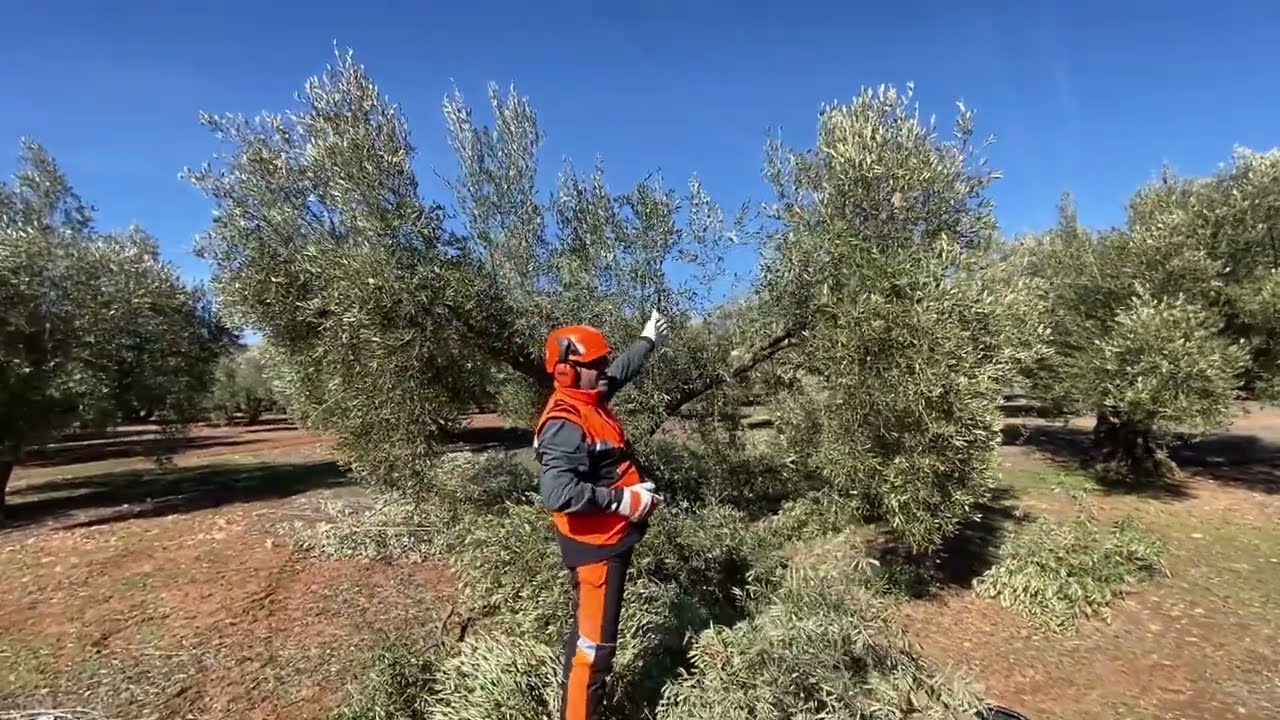 PODA OLIVO JAEN VIDEO 59