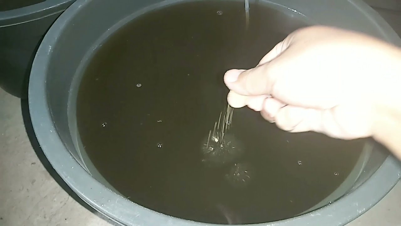 ini perbedaan cara ternak kutu air MOINA dan DAPHNIA... 