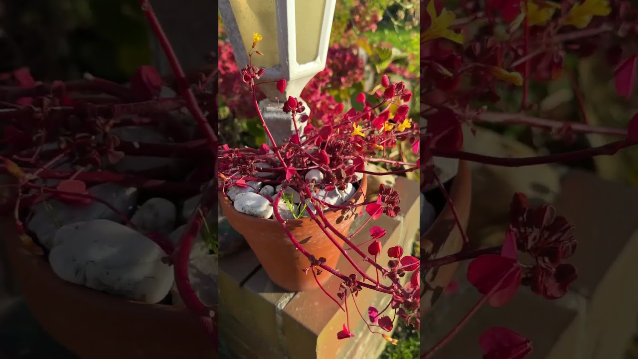 Вечер в моём горшечном садике 🌟 Mein Blumentopfgarten 🌟