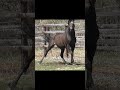 人懐っこいラブリーデイ｜のんびり放牧するラブちゃん