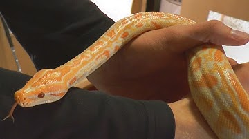 My new pet Snake! Albino Burmese Python Baby ( Molurus Bivittatus ) First time Feeding!