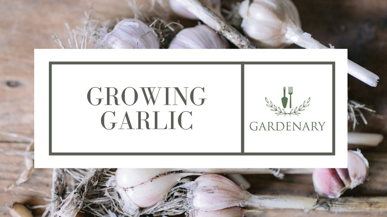 Growing Garlic
