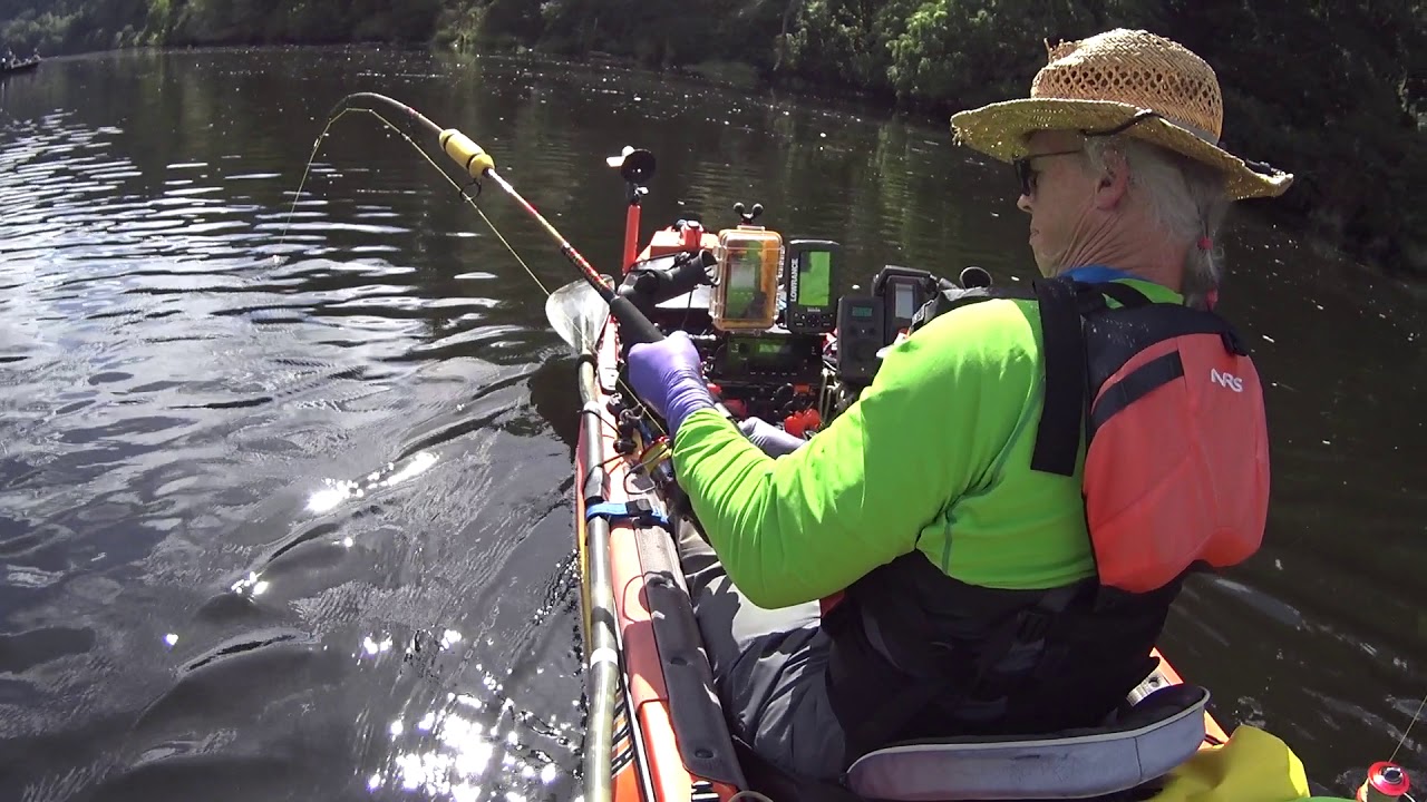 Siuslaw Kayak Salmon Fishing 9/14/2019, 31 inch king YouTube