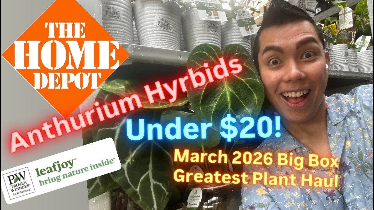 Anthuriums Hybrids for Under $20 Insane Spring 2026 Plant Finds at Home Depot Big Box Store Haul