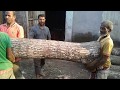 Mahogany Tree Cutting by Workers/ Tree Cutting Board/ Mahogany Wood Cutting Board/ Wood Cutting Ways