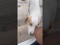 Inki ek smile hi kaafi hai! ❤️🐾 #like #feedingstreetdogs #subscribe #punitdahiya #shorts