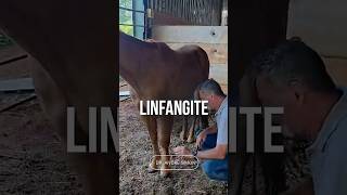 LINFANGITE EM EQUINOS