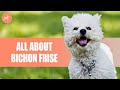 Bichon frise everything you need to know