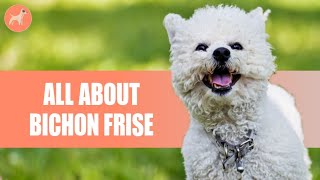 Bichon Frise: Everything You need to know
