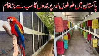 Muslim wildlife Breeding Farm | Biggest  Breeding Farm in  Pakistan | Parrots | Peacock | Deer/Duck