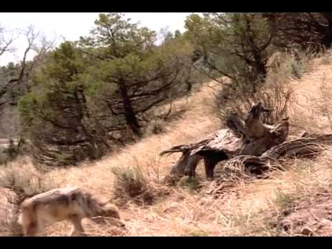 The Wolves Trailer 1995