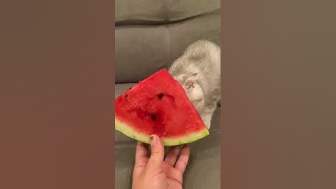 Кит пробует арбуз🤣😆😁#кот #милыйкотенок #котики #арбуз #кот ест арбуз