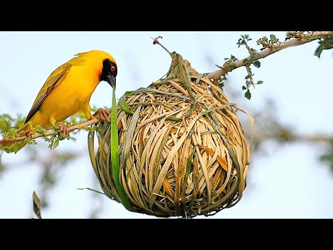 TOP 15 ANIMAL NESTS - Incredible Animal Nests