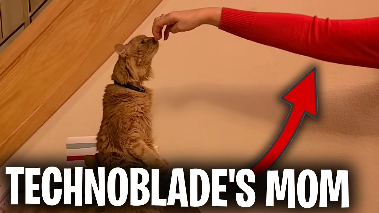 Technoblade's Mom Reveal... - YouTube