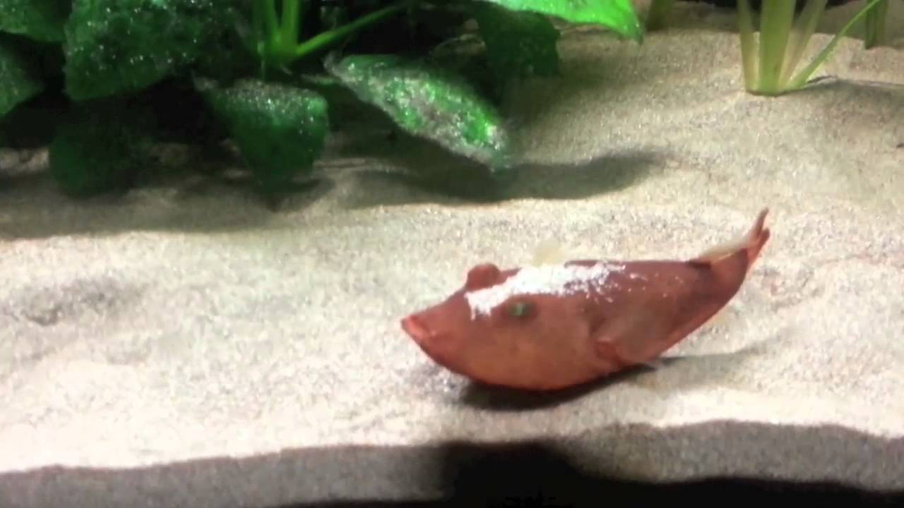 피라루쿠 - 오늘의AI위키, AI가 만드는 백과사전, image size:1280x720