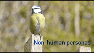 Introducing 'The Non-human Persona Online Course'