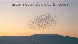 Estorninos en el cielo del Empordà || Starlings murmuration