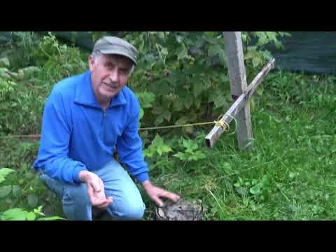 Video: Cum eliminați rădăcinile de cedru?