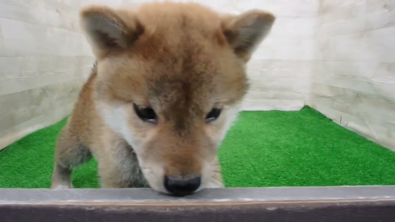 柴犬の子犬（オス♂） 岩手盛岡店 No.00769787｜ペットショップCoo＆RIKU