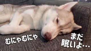 【天使】まだ眠たくてムニャムニャするシベリアンハスキーが可愛すぎる…