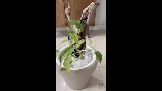 Using Driftwood as a Climbing Pole for Plants by Erica by Design 2,242 views 2 years ago 2 minutes, 11 seconds