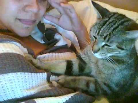 Cat Kneading Boobs