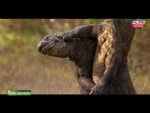 ჩვენი პლანეტა - ვარანი