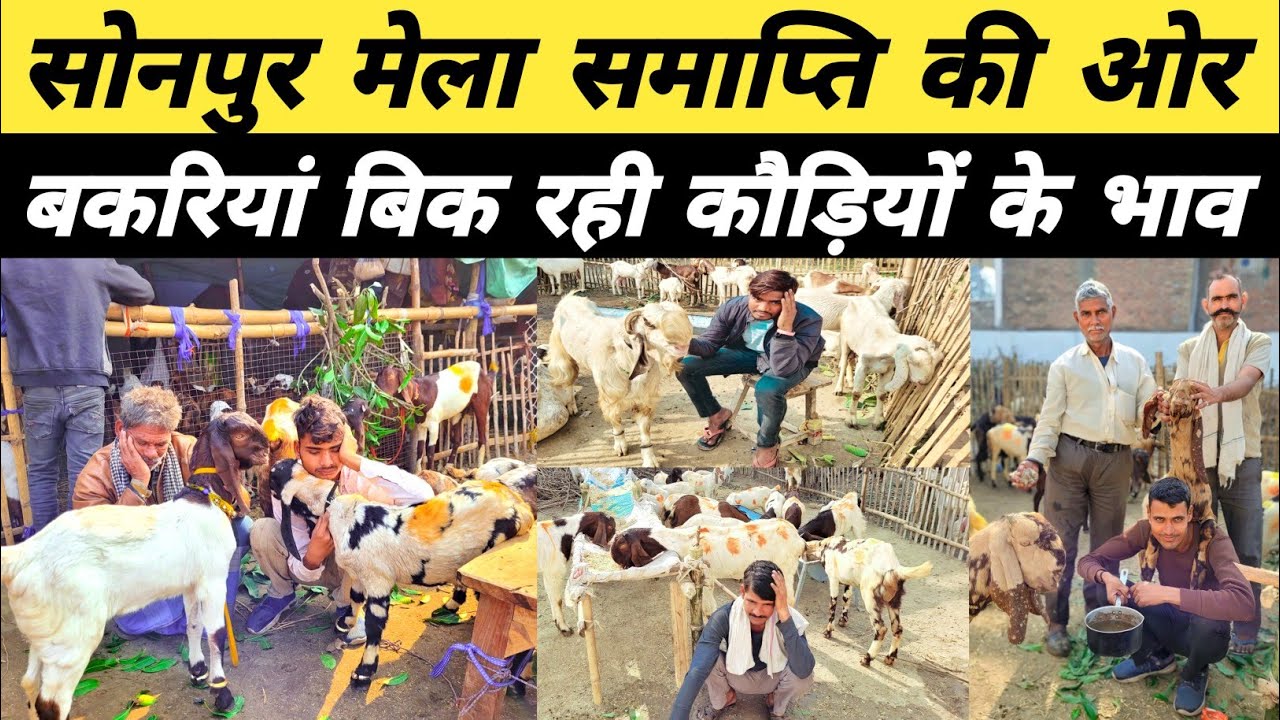 सोनपुर मेला में 200, 300 रुपए बिक रही बकरियां | Sonpur Mela | Bakra mandi 2023