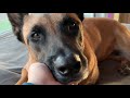 A Day in the Life of my Belgian Malinois