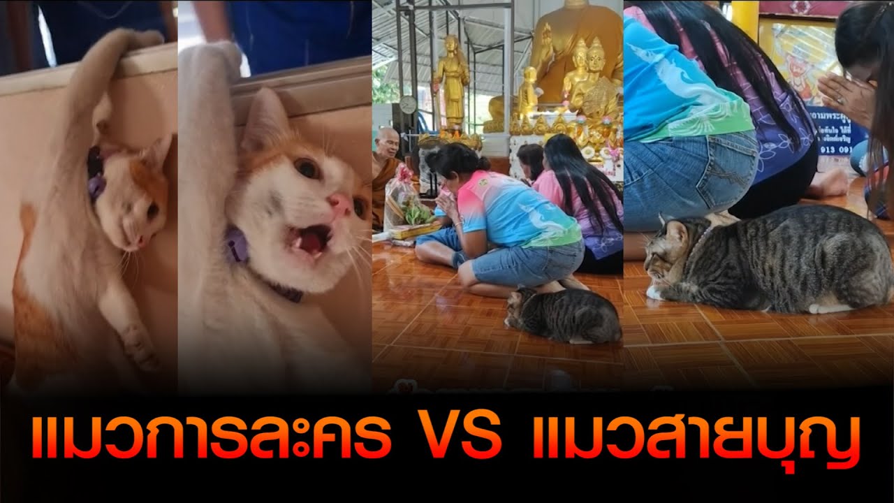 แมวการละคร vs แมวสายบุญ