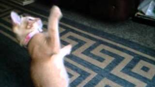 Headbanging Kittens Poppy & Tyger
