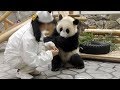 【子パンダ✨】🐼結浜のミルクタイム🎀🍼✨【ノーカット♪】 Giant Panda -Yuihin-☆Milk Time♪