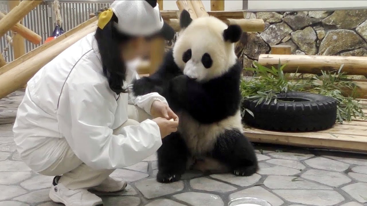 子パンダ 結浜のミルクタイム ノーカット Giant Panda Yuihin Milk Time Youtube 子パンダ 結浜のミルクタイム ノーカット Giant Panda Yuihin Milk Time Youtube