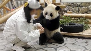 【子パンダ✨】結浜のミルクタイム✨【ノーカット♪】　Giant Panda Yuihin☆Milk Time♪
