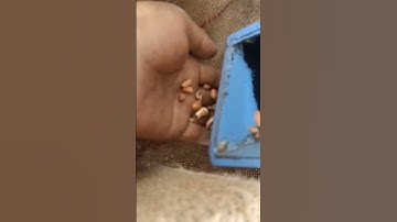 Ground Nut Processing Plant  JASDAN.                                          Contact :-  9925140004