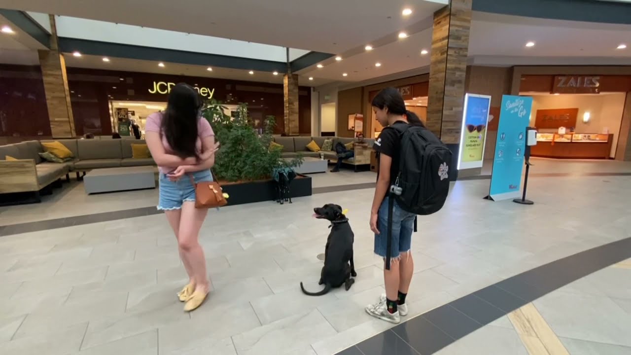 Pit Bull Dog Training | River | Arcadia, CA