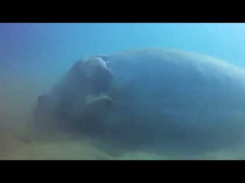 Egypt Sheik Malek 2014 - Aquatic Divers